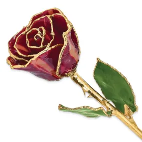 Abracadabra Rose with Gold Trim