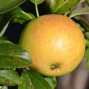 Apple Ballyvaughan Seedling